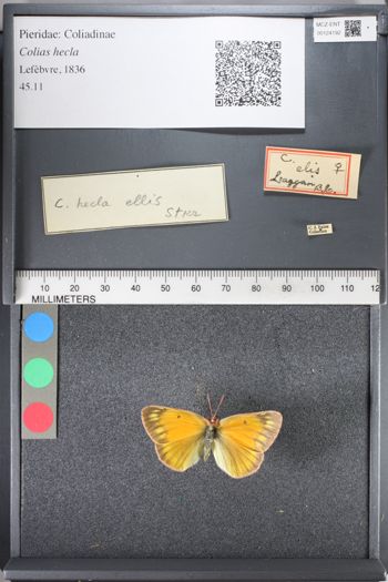 Media type: image;   Entomology 124192